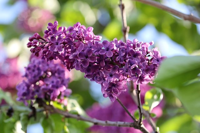 Free download common lilac syringa vulgaris plant free picture to be edited with GIMP free online image editor