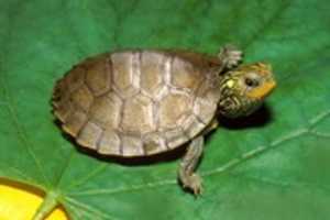 Free download Common Map Turtle free photo or picture to be edited with GIMP online image editor