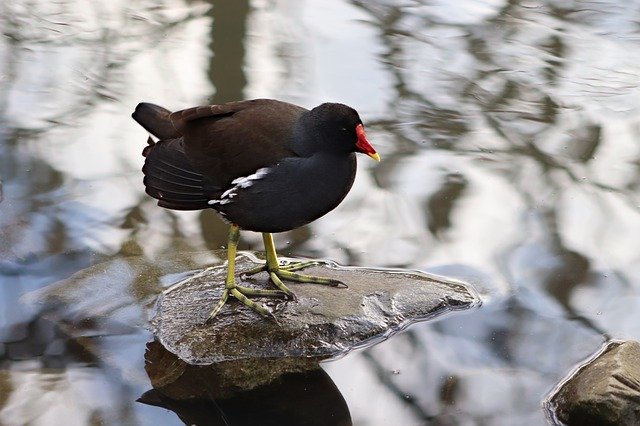 Free download Common Moorhen Grünfüßiges Pond -  free photo or picture to be edited with GIMP online image editor