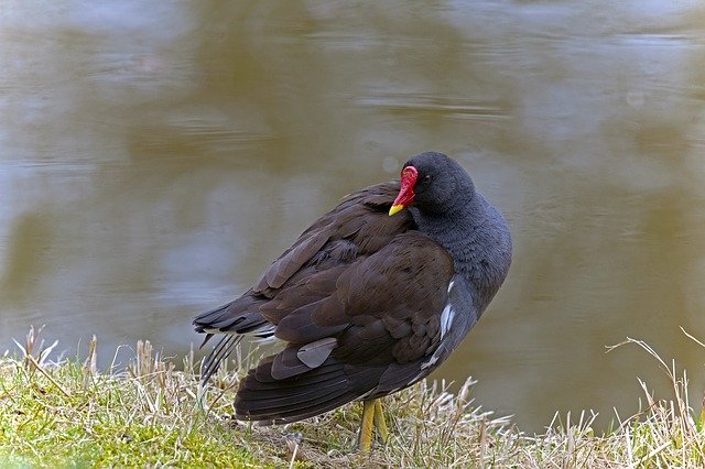 Free download Common Moorhen Water Bird -  free photo or picture to be edited with GIMP online image editor