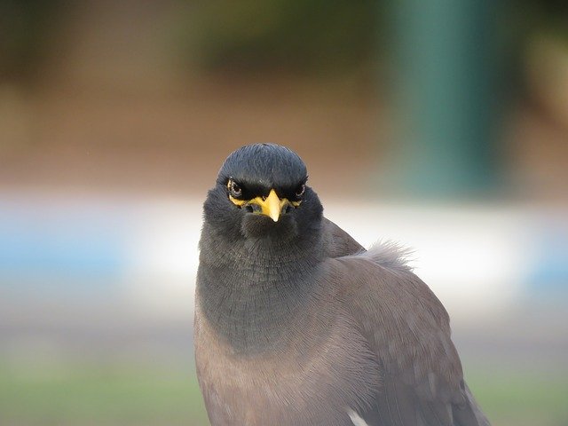 Bezpłatne pobieranie Common Myna Bird - darmowe zdjęcie lub obraz do edycji za pomocą internetowego edytora obrazów GIMP