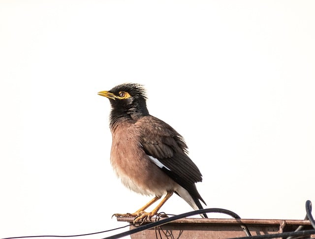 Free download common myna myna mynah foraging free picture to be edited with GIMP free online image editor