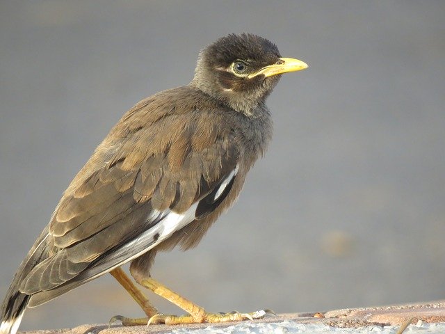 Téléchargement gratuit de Common Myna Young - photo ou image gratuite à modifier avec l'éditeur d'images en ligne GIMP