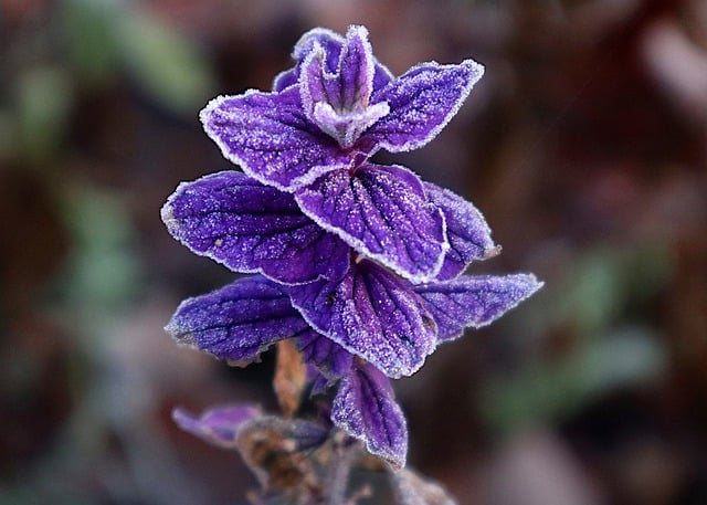 Free download common sage frozen flower frost free picture to be edited with GIMP free online image editor