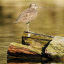 common sandpiper  screen for extension Chrome web store in OffiDocs Chromium