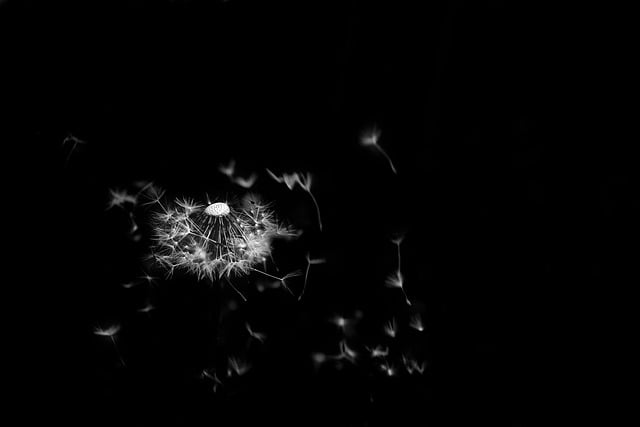 Free download common sowthistle dandelion free picture to be edited with GIMP free online image editor