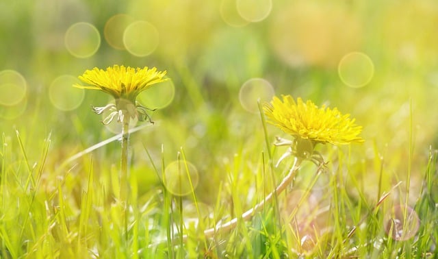 Free download common sowthistle yellow flowers free picture to be edited with GIMP free online image editor