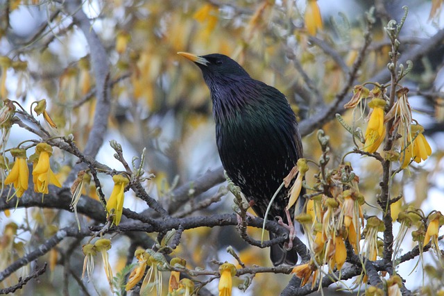 Free download common starling bird watching free picture to be edited with GIMP free online image editor