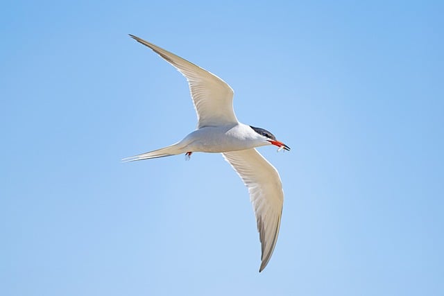 Free download common tern nature bird tern free picture to be edited with GIMP free online image editor