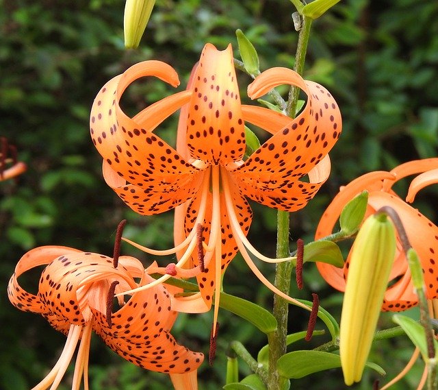 Free download Common Tiger Lily Lilium -  free photo or picture to be edited with GIMP online image editor