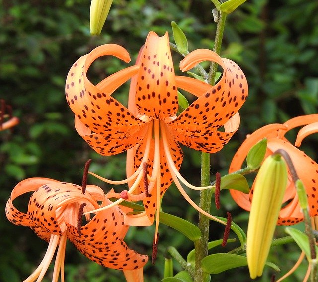 Gratis download Common Tiger Lily Lilium - gratis foto of afbeelding om te bewerken met GIMP online afbeeldingseditor