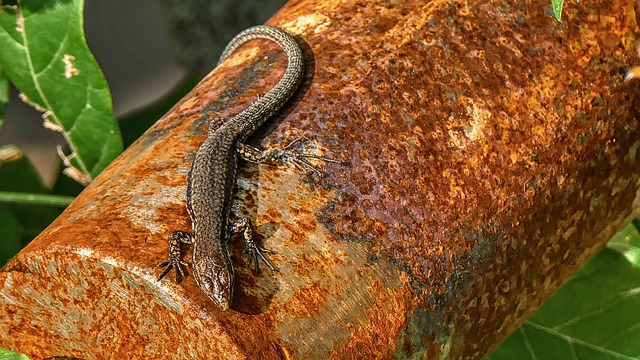 Free download common wall lizard reptile animal free picture to be edited with GIMP free online image editor