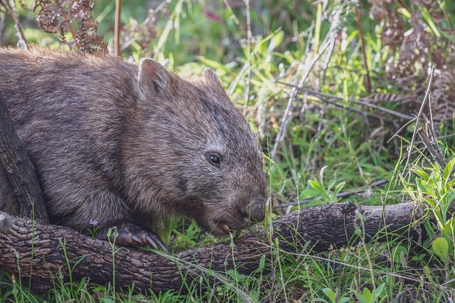 Free download common wombat wombat animal free picture to be edited with GIMP free online image editor