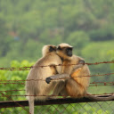 Compassion in the Wild  screen for extension Chrome web store in OffiDocs Chromium
