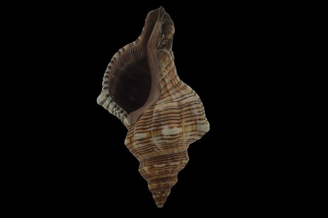 Free picture Composing Shell Sea To -  to be edited by GIMP free image editor by OffiDocs