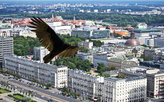 Free download composition bird eagles feathers free picture to be edited with GIMP free online image editor