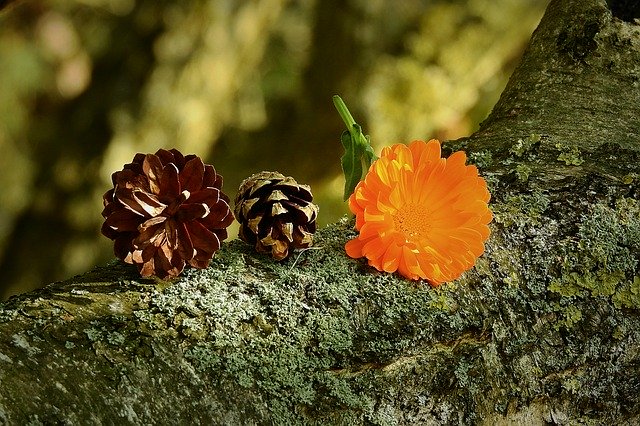 Free download Composition Cones Flower -  free photo or picture to be edited with GIMP online image editor