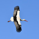 Con cò  screen for extension Chrome web store in OffiDocs Chromium