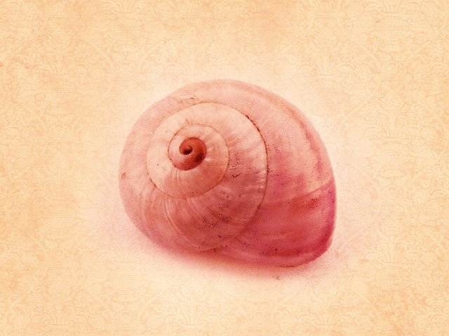 Conch Background Texture'ı ücretsiz indirin - GIMP ücretsiz çevrimiçi resim düzenleyici ile düzenlenecek ücretsiz illüstrasyon