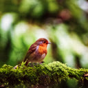 Con chim nhỏ  screen for extension Chrome web store in OffiDocs Chromium