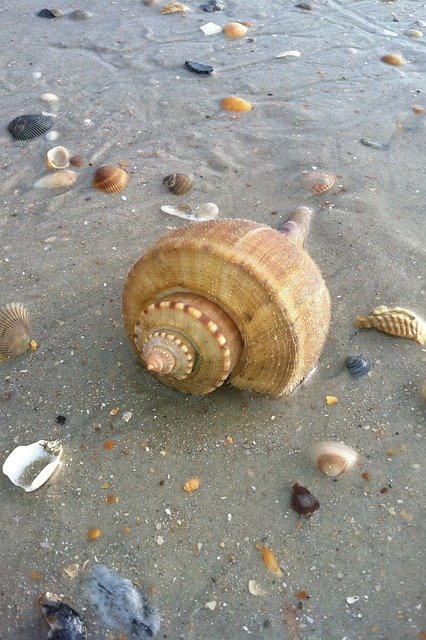 ดาวน์โหลดฟรี Conch Shell Seashell - ภาพถ่ายหรือรูปภาพฟรีที่จะแก้ไขด้วยโปรแกรมแก้ไขรูปภาพออนไลน์ GIMP