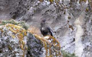 Free download Condor at Condor Glacier free photo or picture to be edited with GIMP online image editor