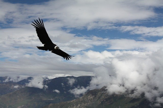 Free download Condor Peru Animal -  free photo or picture to be edited with GIMP online image editor
