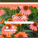 Coneflower  screen for extension Chrome web store in OffiDocs Chromium