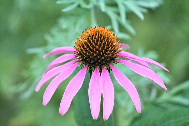 Download grátis coneflower agosto flor flor imagem grátis para ser editada com o editor de imagens on-line gratuito do GIMP
