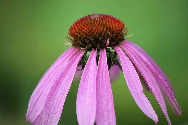 Free download coneflower echinacea purpurea free picture to be edited with GIMP free online image editor