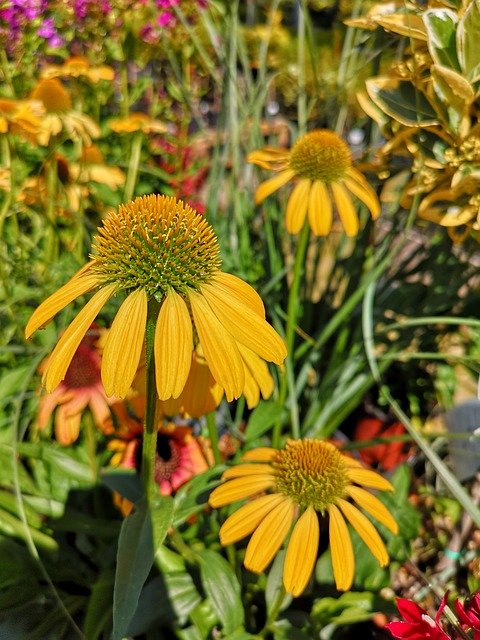 Muat turun percuma Coneflower Echinacea Yellow - foto atau gambar percuma untuk diedit dengan editor imej dalam talian GIMP