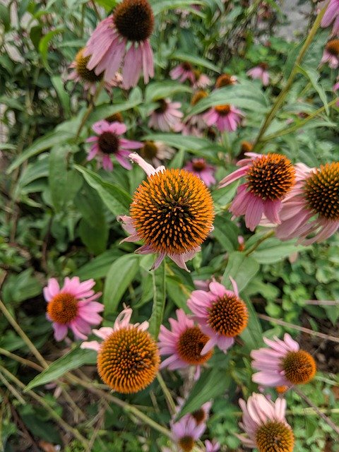 Free download Coneflower Flower Flora -  free photo or picture to be edited with GIMP online image editor