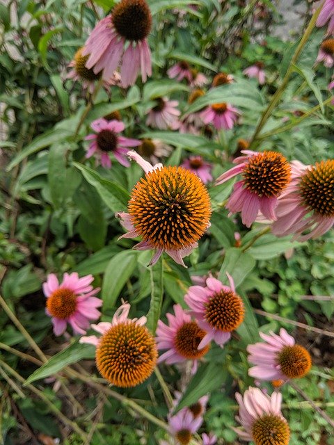 Free download Coneflower Flower Flora -  free photo or picture to be edited with GIMP online image editor