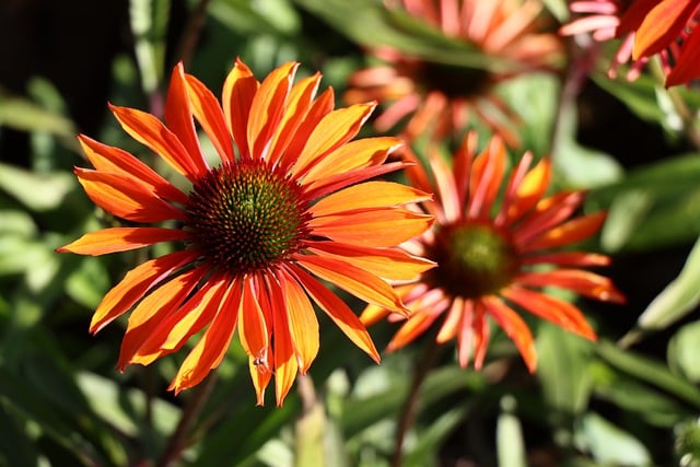Descargue gratis la imagen gratuita de la planta medicinal de la flor de equinácea para editarla con el editor de imágenes en línea gratuito GIMP