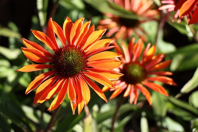 Free download coneflower flower medicinal plant free picture to be edited with GIMP free online image editor