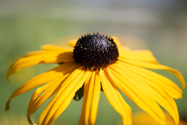 Free download coneflower flower yellow flower free picture to be edited with GIMP free online image editor