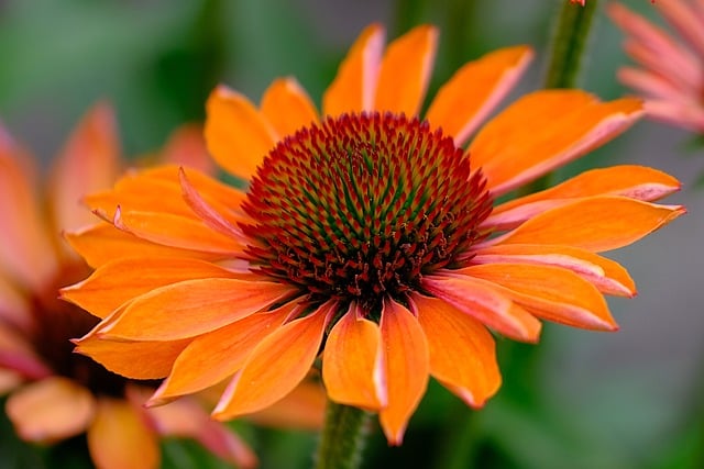 Free download coneflowers flowers echinaceas free picture to be edited with GIMP free online image editor