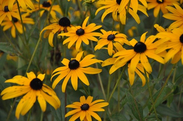 Free download Coneflowers Flowers Yellow -  free photo or picture to be edited with GIMP online image editor