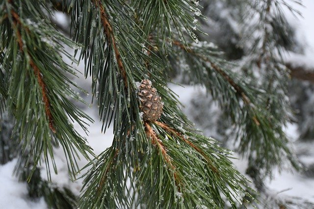 ດາວ​ໂຫຼດ​ຟຣີ Cone Nature Evergreen - ຮູບ​ພາບ​ຟຣີ​ຫຼື​ຮູບ​ພາບ​ທີ່​ຈະ​ໄດ້​ຮັບ​ການ​ແກ້​ໄຂ​ກັບ GIMP ອອນ​ໄລ​ນ​໌​ບັນ​ນາ​ທິ​ການ​ຮູບ​ພາບ​