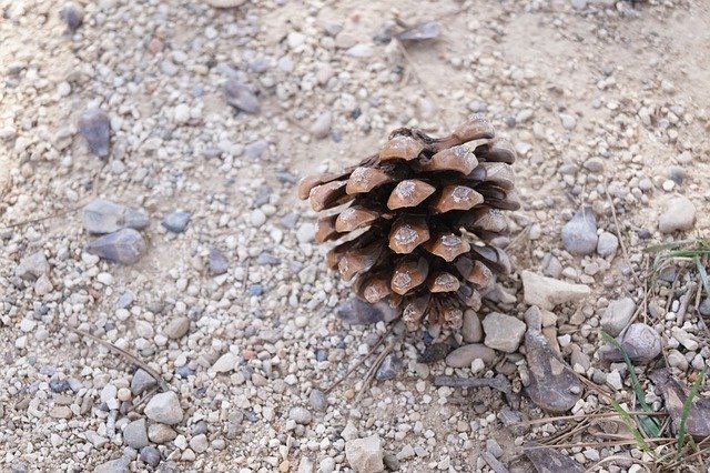 Descărcare gratuită Cone Pine Sand - fotografie sau imagini gratuite pentru a fi editate cu editorul de imagini online GIMP