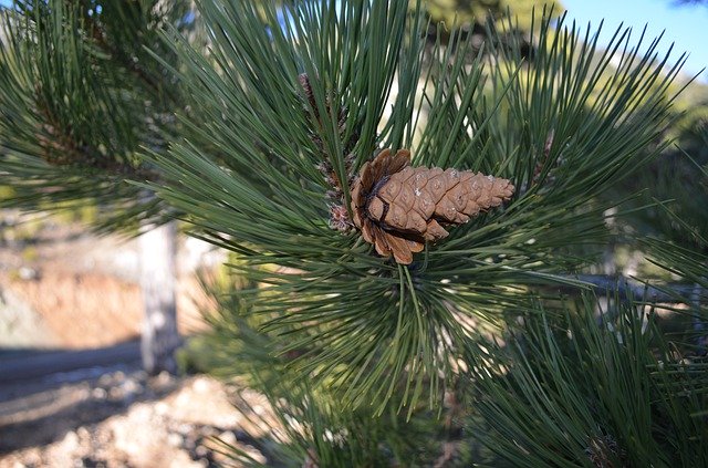 Gratis download Cone Pine Tree Needle - gratis foto of afbeelding om te bewerken met GIMP online afbeeldingseditor