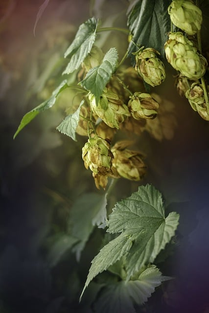 Free download cones hop leaves autumn macro free picture to be edited with GIMP free online image editor