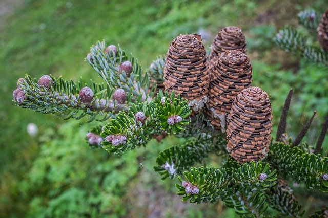 Download grátis Cones Needles Green - foto ou imagem gratuita para ser editada com o editor de imagens online GIMP