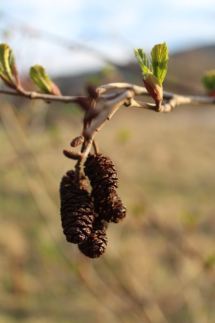 Free download cones pine cones sprigs autumn free picture to be edited with GIMP free online image editor