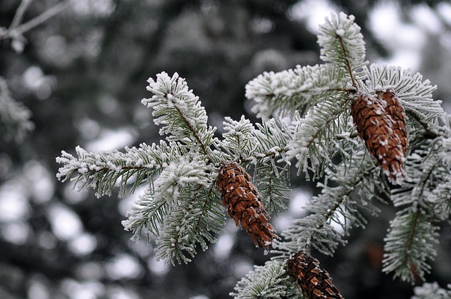 Free download cones pine cone tree winter nature free picture to be edited with GIMP free online image editor