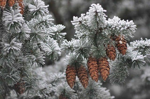 免费下载松果冬季雪霜免费图片使用 GIMP 免费在线图像编辑器进行编辑