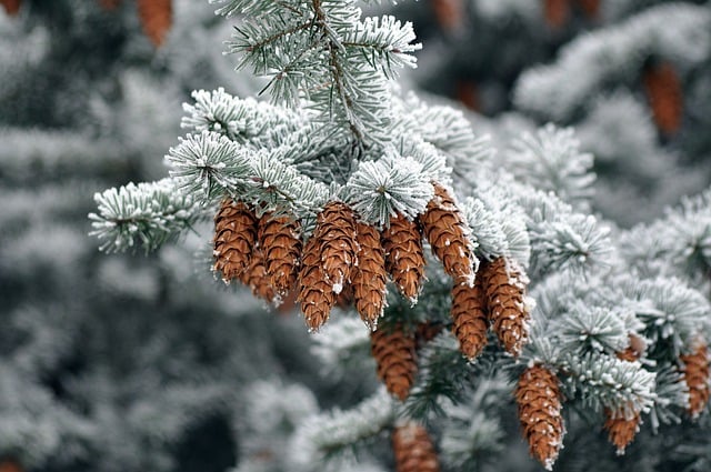 Free download cones pine tree winter snow frost free picture to be edited with GIMP free online image editor