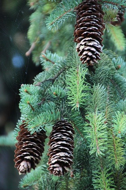 Download gratuito Cones Pine Wood Evergreen - foto o immagine gratuita da modificare con l'editor di immagini online GIMP