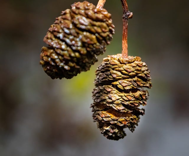 Free download cones plant nature alder cones free picture to be edited with GIMP free online image editor