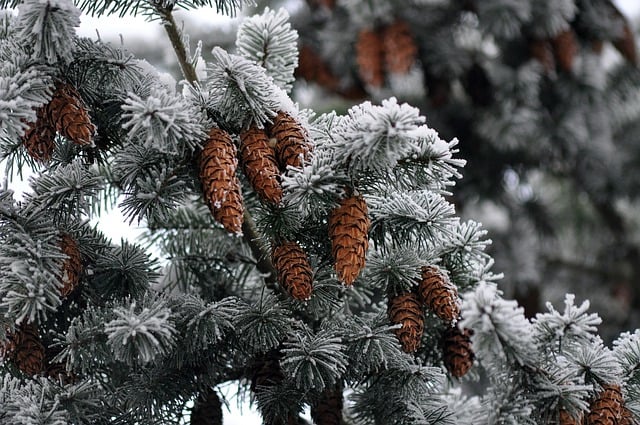 Free download cones winter snow cold frost free picture to be edited with GIMP free online image editor